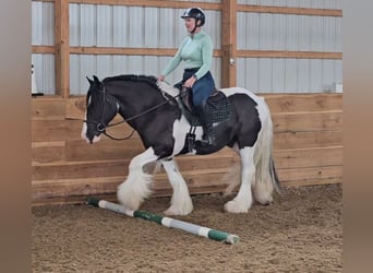 Cob Irlandese / Tinker / Gypsy Vanner, Castrone, 8 Anni, 150 cm