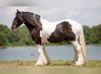 Cob Irlandese / Tinker / Gypsy Vanner, Castrone, 8 Anni, 150 cm