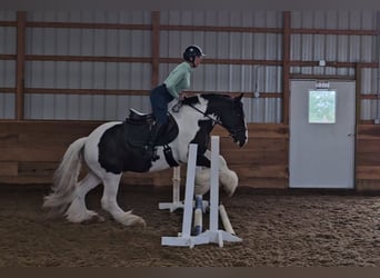 Cob Irlandese / Tinker / Gypsy Vanner, Castrone, 8 Anni, 150 cm