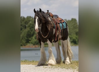 Cob Irlandese / Tinker / Gypsy Vanner, Castrone, 8 Anni, 150 cm