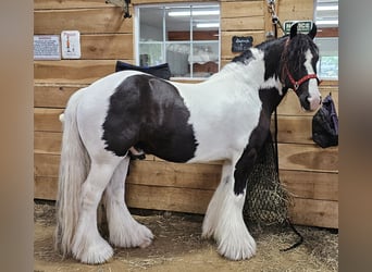 Cob Irlandese / Tinker / Gypsy Vanner, Castrone, 8 Anni, 150 cm