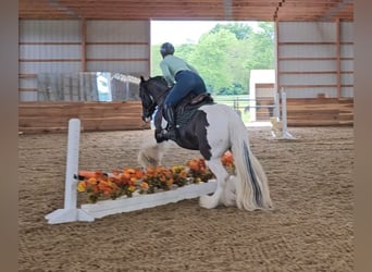 Cob Irlandese / Tinker / Gypsy Vanner, Castrone, 8 Anni, 150 cm