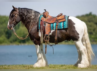 Cob Irlandese / Tinker / Gypsy Vanner, Castrone, 8 Anni, 150 cm