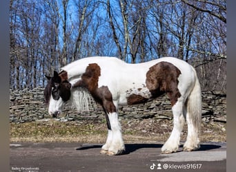 Cob Irlandese / Tinker / Gypsy Vanner, Castrone, 8 Anni, 152 cm, Tobiano-tutti i colori
