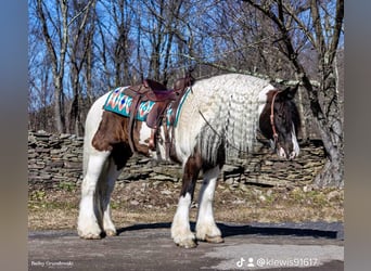 Cob Irlandese / Tinker / Gypsy Vanner, Castrone, 8 Anni, 152 cm, Tobiano-tutti i colori