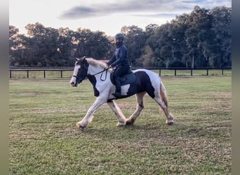 Cob Irlandese / Tinker / Gypsy Vanner, Castrone, 8 Anni, 157 cm, Tobiano-tutti i colori