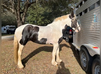 Cob Irlandese / Tinker / Gypsy Vanner, Castrone, 8 Anni, 157 cm, Tobiano-tutti i colori