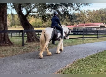 Cob Irlandese / Tinker / Gypsy Vanner, Castrone, 8 Anni, 157 cm, Tobiano-tutti i colori