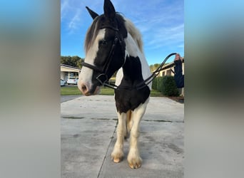 Cob Irlandese / Tinker / Gypsy Vanner, Castrone, 8 Anni, 157 cm, Tobiano-tutti i colori