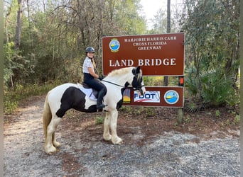 Cob Irlandese / Tinker / Gypsy Vanner, Castrone, 8 Anni, 157 cm, Tobiano-tutti i colori