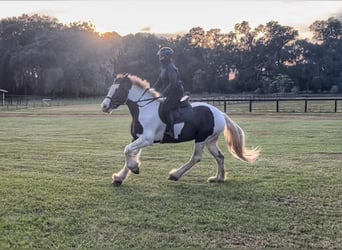 Cob Irlandese / Tinker / Gypsy Vanner, Castrone, 8 Anni, 157 cm, Tobiano-tutti i colori