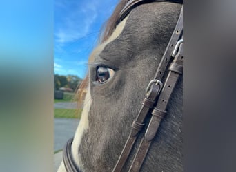 Cob Irlandese / Tinker / Gypsy Vanner, Castrone, 8 Anni, 157 cm, Tobiano-tutti i colori