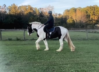 Cob Irlandese / Tinker / Gypsy Vanner, Castrone, 8 Anni, 157 cm, Tobiano-tutti i colori