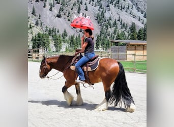Cob Irlandese / Tinker / Gypsy Vanner, Castrone, 8 Anni, Baio ciliegia