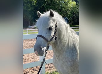 Cob Irlandese / Tinker / Gypsy Vanner, Castrone, 8 Anni, Grigio pezzato