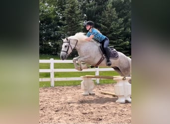 Cob Irlandese / Tinker / Gypsy Vanner, Castrone, 8 Anni, Grigio pezzato