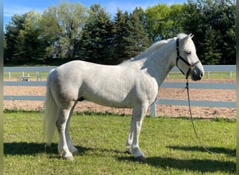 Cob Irlandese / Tinker / Gypsy Vanner, Castrone, 8 Anni, Grigio pezzato