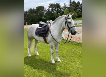 Cob Irlandese / Tinker / Gypsy Vanner, Castrone, 8 Anni, Grigio pezzato