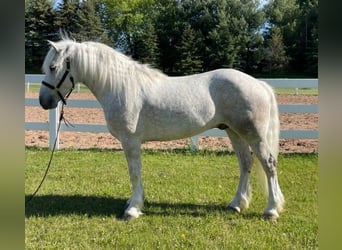 Cob Irlandese / Tinker / Gypsy Vanner, Castrone, 8 Anni, Grigio pezzato