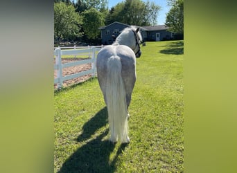 Cob Irlandese / Tinker / Gypsy Vanner, Castrone, 8 Anni, Grigio pezzato