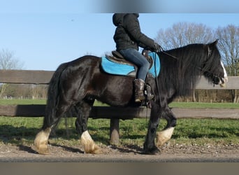 Cob Irlandese / Tinker / Gypsy Vanner, Castrone, 9 Anni, 136 cm, Morello