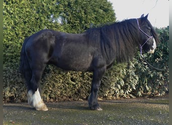 Cob Irlandese / Tinker / Gypsy Vanner, Castrone, 9 Anni, 136 cm, Morello