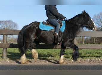 Cob Irlandese / Tinker / Gypsy Vanner, Castrone, 9 Anni, 136 cm, Morello