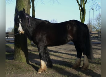 Cob Irlandese / Tinker / Gypsy Vanner, Castrone, 9 Anni, 136 cm, Morello