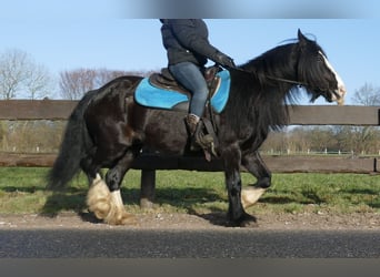 Cob Irlandese / Tinker / Gypsy Vanner, Castrone, 9 Anni, 136 cm, Morello