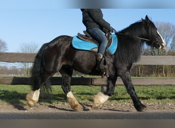 Cob Irlandese / Tinker / Gypsy Vanner, Castrone, 9 Anni, 136 cm, Morello