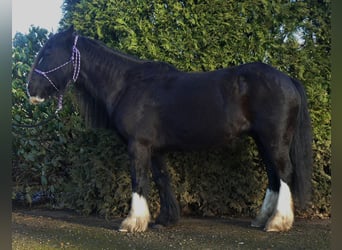 Cob Irlandese / Tinker / Gypsy Vanner, Castrone, 9 Anni, 136 cm, Morello