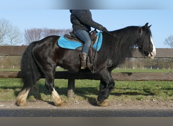 Cob Irlandese / Tinker / Gypsy Vanner, Castrone, 9 Anni, 136 cm, Morello