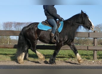 Cob Irlandese / Tinker / Gypsy Vanner, Castrone, 9 Anni, 136 cm, Morello