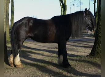 Cob Irlandese / Tinker / Gypsy Vanner, Castrone, 9 Anni, 136 cm, Morello