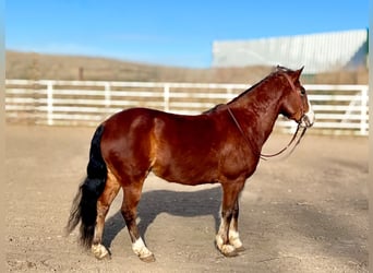 Cob Irlandese / Tinker / Gypsy Vanner Mix, Castrone, 9 Anni, 137 cm, Baio ciliegia