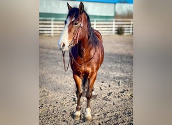 Cob Irlandese / Tinker / Gypsy Vanner Mix, Castrone, 9 Anni, 137 cm, Baio ciliegia