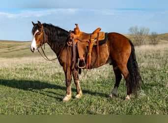 Cob Irlandese / Tinker / Gypsy Vanner Mix, Castrone, 9 Anni, 137 cm, Baio ciliegia