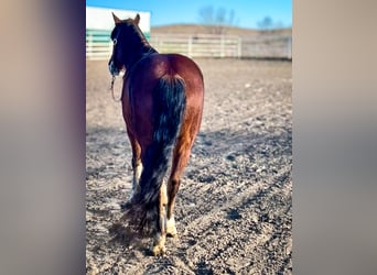 Cob Irlandese / Tinker / Gypsy Vanner Mix, Castrone, 9 Anni, 137 cm, Baio ciliegia