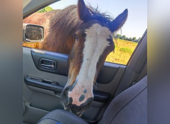 Cob Irlandese / Tinker / Gypsy Vanner, Castrone, 9 Anni, 140 cm, Baio scuro