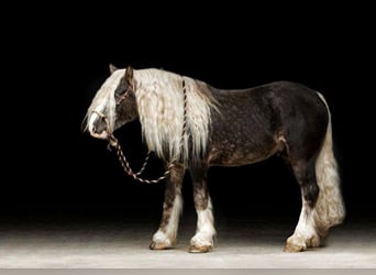 Cob Irlandese / Tinker / Gypsy Vanner, Castrone, 9 Anni, 142 cm, Grigio pezzato