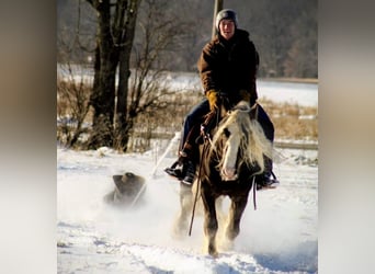 Cob Irlandese / Tinker / Gypsy Vanner, Castrone, 9 Anni, 142 cm, Grigio pezzato