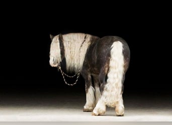 Cob Irlandese / Tinker / Gypsy Vanner, Castrone, 9 Anni, 142 cm, Grigio pezzato