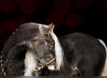 Cob Irlandese / Tinker / Gypsy Vanner, Castrone, 9 Anni, 142 cm, Grigio pezzato