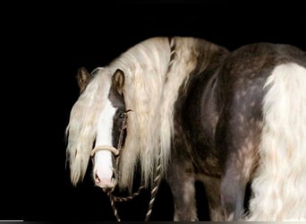 Cob Irlandese / Tinker / Gypsy Vanner, Castrone, 9 Anni, 142 cm, Grigio pezzato