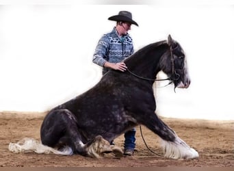 Cob Irlandese / Tinker / Gypsy Vanner, Castrone, 9 Anni, 142 cm, Grigio pezzato