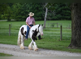 Cob Irlandese / Tinker / Gypsy Vanner, Castrone, 9 Anni, 142 cm, Tobiano-tutti i colori