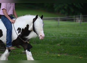 Cob Irlandese / Tinker / Gypsy Vanner, Castrone, 9 Anni, 142 cm, Tobiano-tutti i colori