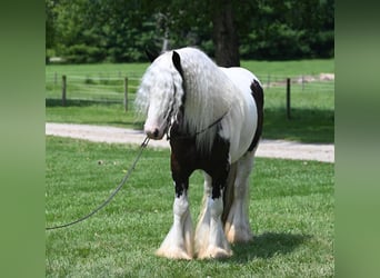 Cob Irlandese / Tinker / Gypsy Vanner, Castrone, 9 Anni, 142 cm, Tobiano-tutti i colori