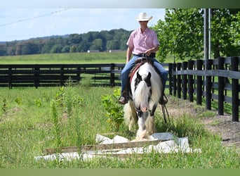 Cob Irlandese / Tinker / Gypsy Vanner, Castrone, 9 Anni, 142 cm, Tobiano-tutti i colori