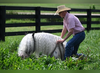 Cob Irlandese / Tinker / Gypsy Vanner, Castrone, 9 Anni, 142 cm, Tobiano-tutti i colori